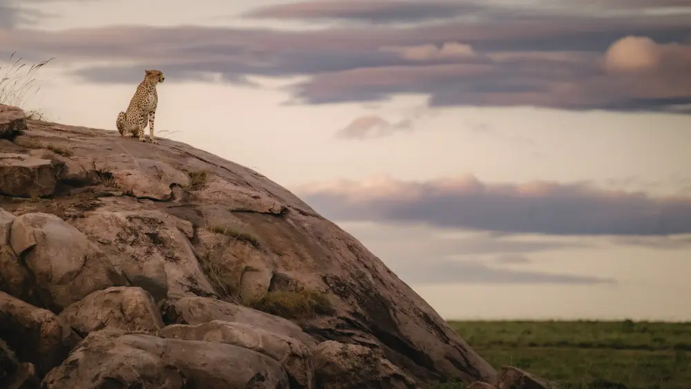 A cheetah watches the plains, Namiri Plains, Serengeti National Park.