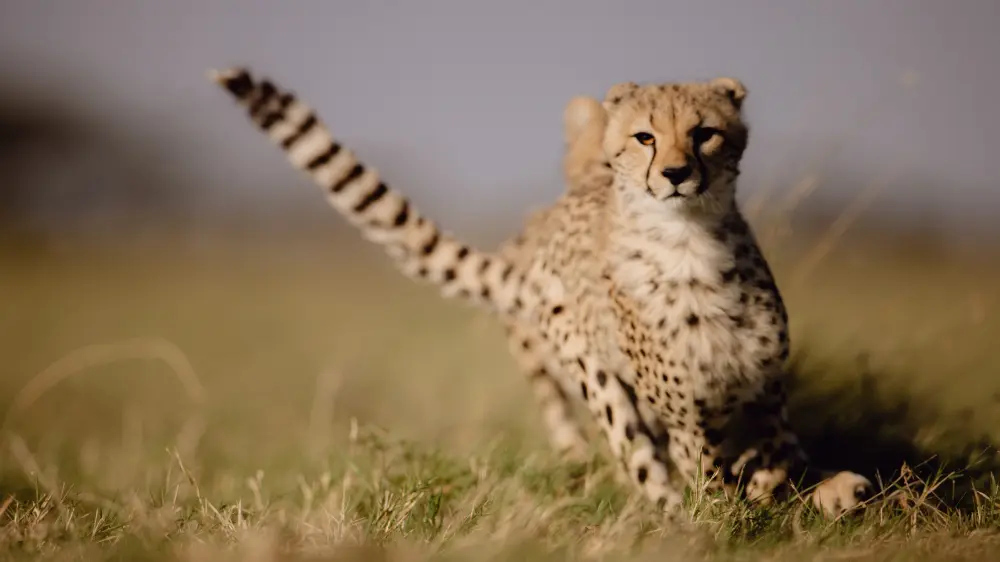 A cheetah on the run, Namiri Plains, Serengeti National Park, Tanzania.