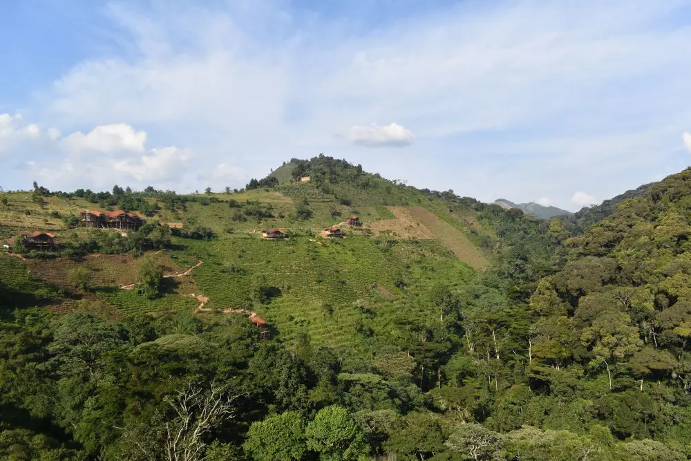 The site of Erebero Hills, Bwindi, Uganda.