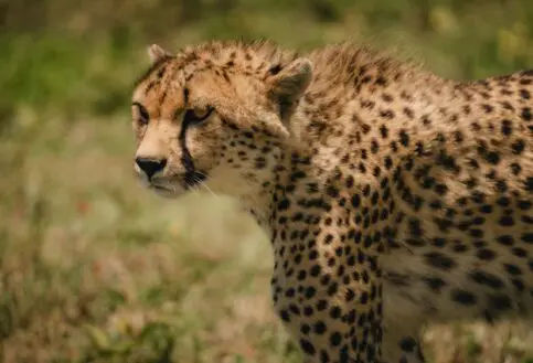 Profile of a cheetah, Namiri Plains, Serengeti National Park