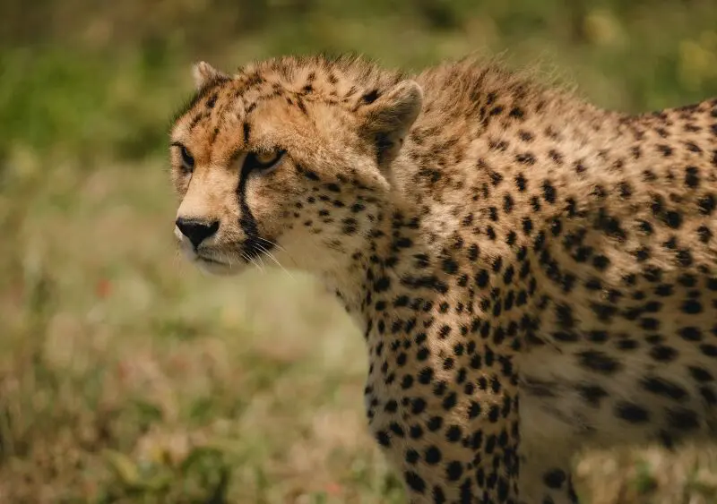 Profile of a cheetah, Namiri Plains, Serengeti National Park