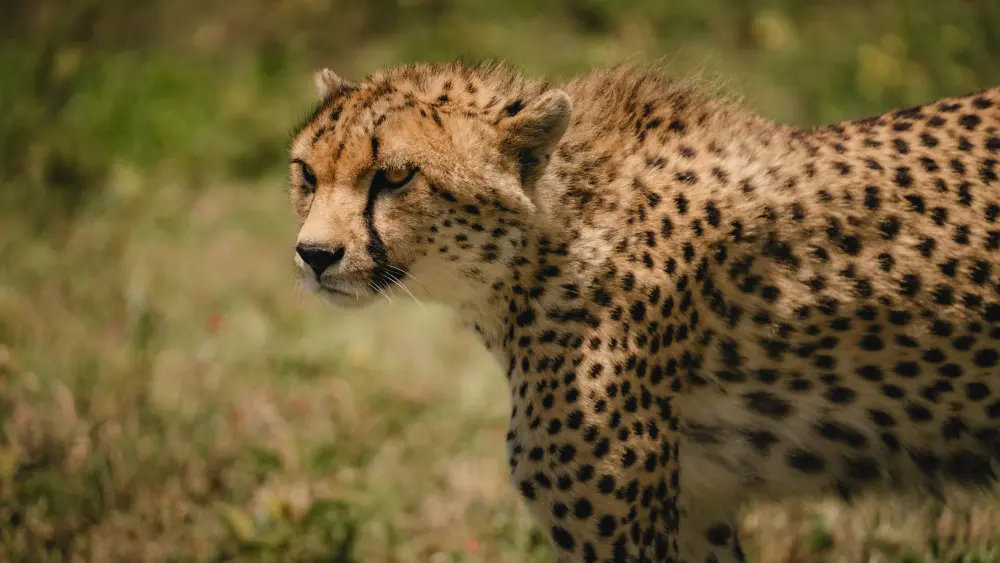 Profile of a cheetah, Namiri Plains, Serengeti National Park