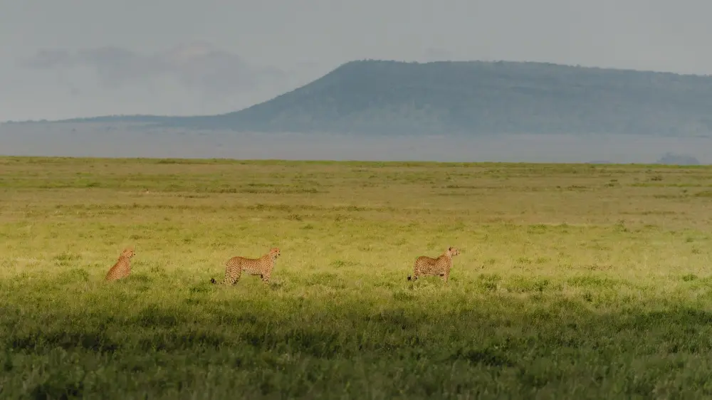 The Namiri Plains, Serengeti National Park, Tanzania.