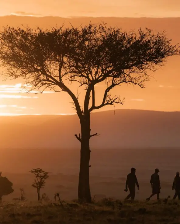 Walking safari in the Mara Naboisho Conservancy