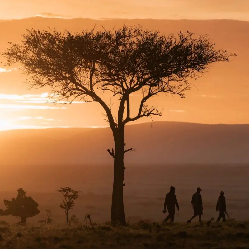 Walking safari in the Mara Naboisho Conservancy