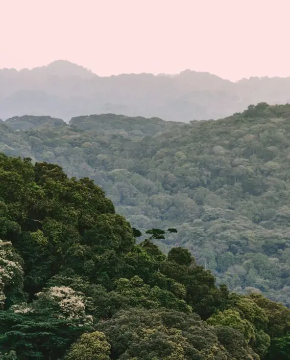 Forest-covered hills of Bwindi Impenetrable Forest fading into the distance.