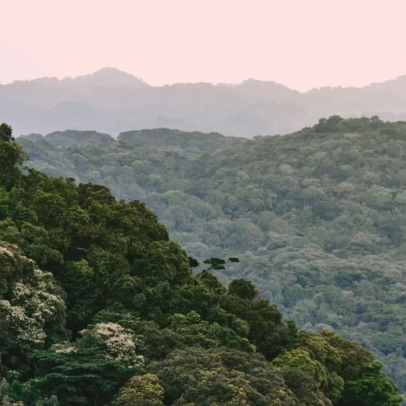 Forest-covered hills of Bwindi Impenetrable Forest fading into the distance.