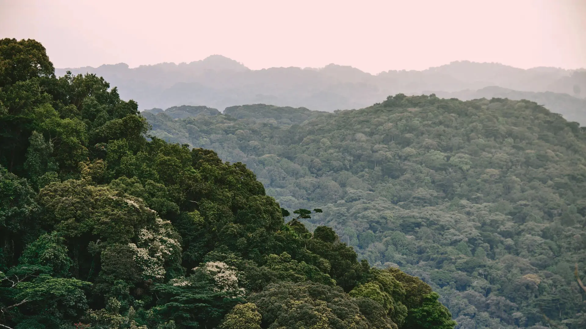 Forest-covered hills of Bwindi Impenetrable Forest fading into the distance.
