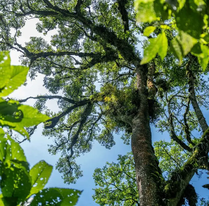 View looking up at tall, moss-covered trees and a green rainforest canopy against blue sky.