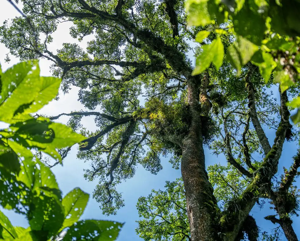 View looking up at tall, moss-covered trees and a green rainforest canopy against blue sky.