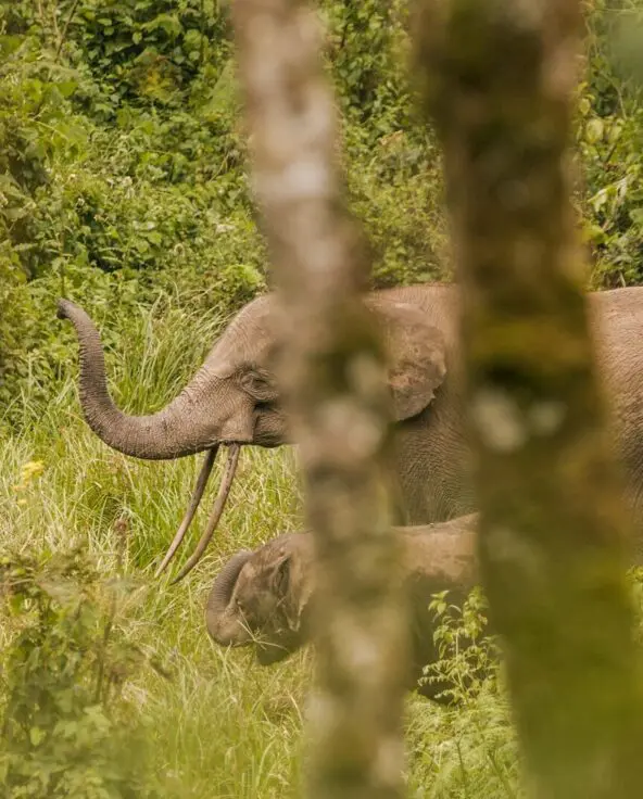 An adult forest elephant and calf partly obscured by tree trunks in dense green vegetation.