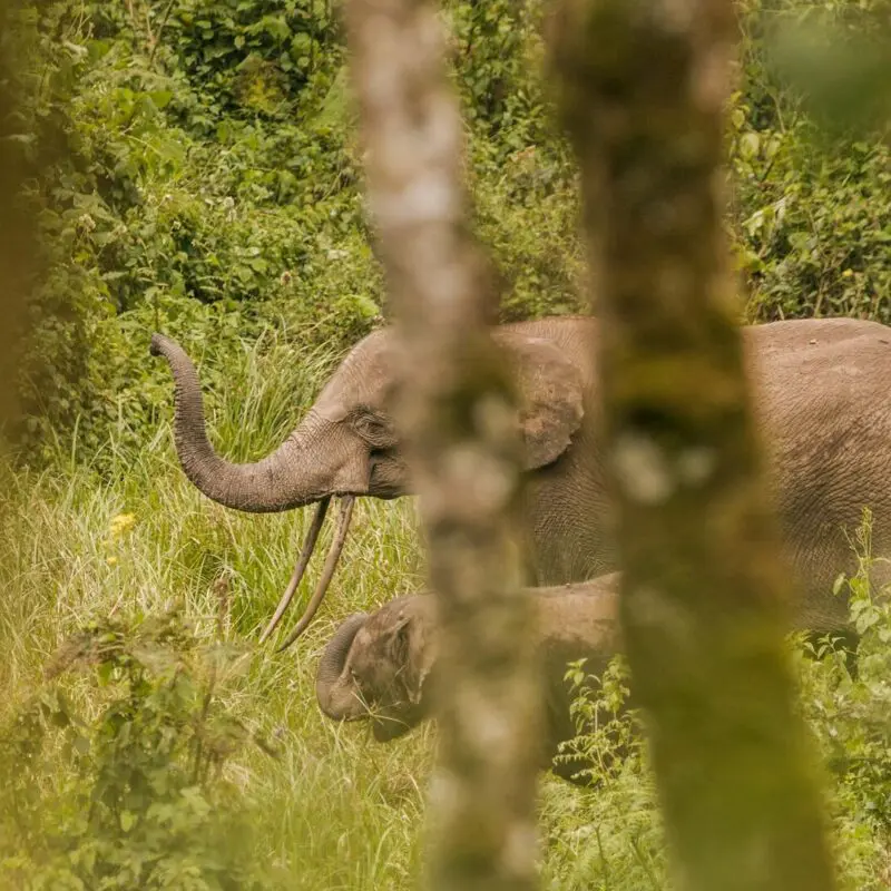 An adult forest elephant and calf partly obscured by tree trunks in dense green vegetation.