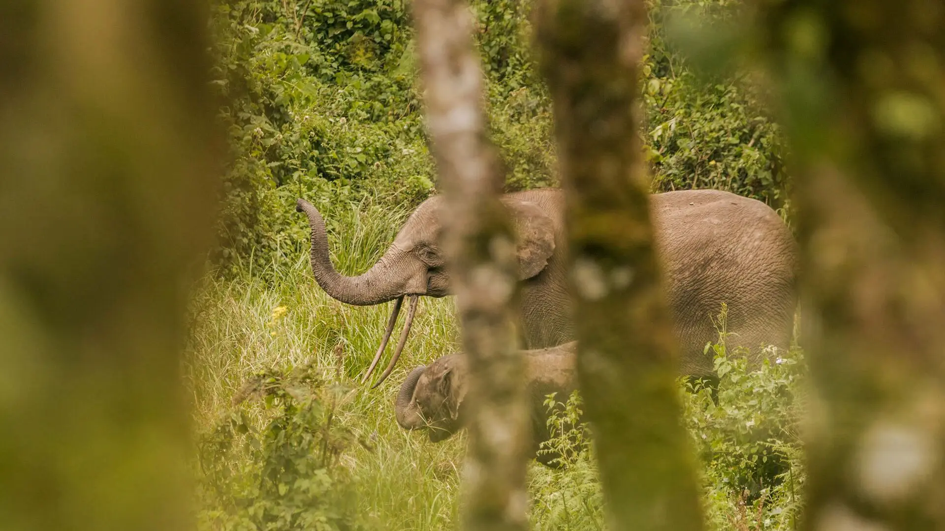 An adult forest elephant and calf partly obscured by tree trunks in dense green vegetation.
