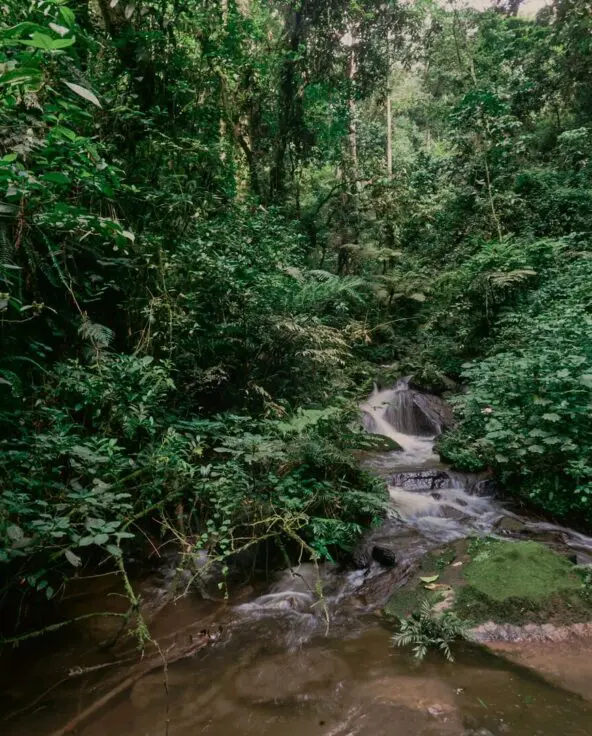 A small stream flowing over mossy rocks through dense green rainforest in Bwindi.