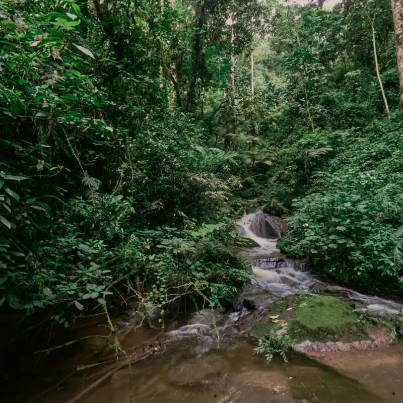 A small stream flowing over mossy rocks through dense green rainforest in Bwindi.