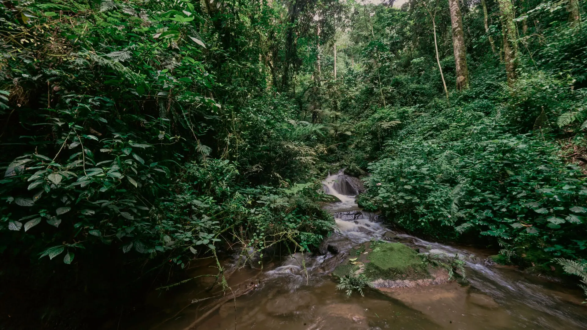 A small stream flowing over mossy rocks through dense green rainforest in Bwindi.