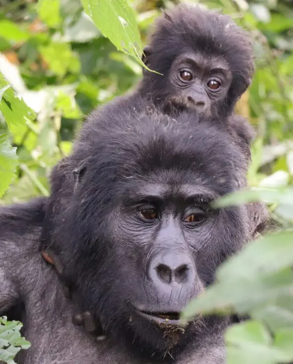 A young mountain gorilla resting on the back of an adult gorilla among green forest foliage.