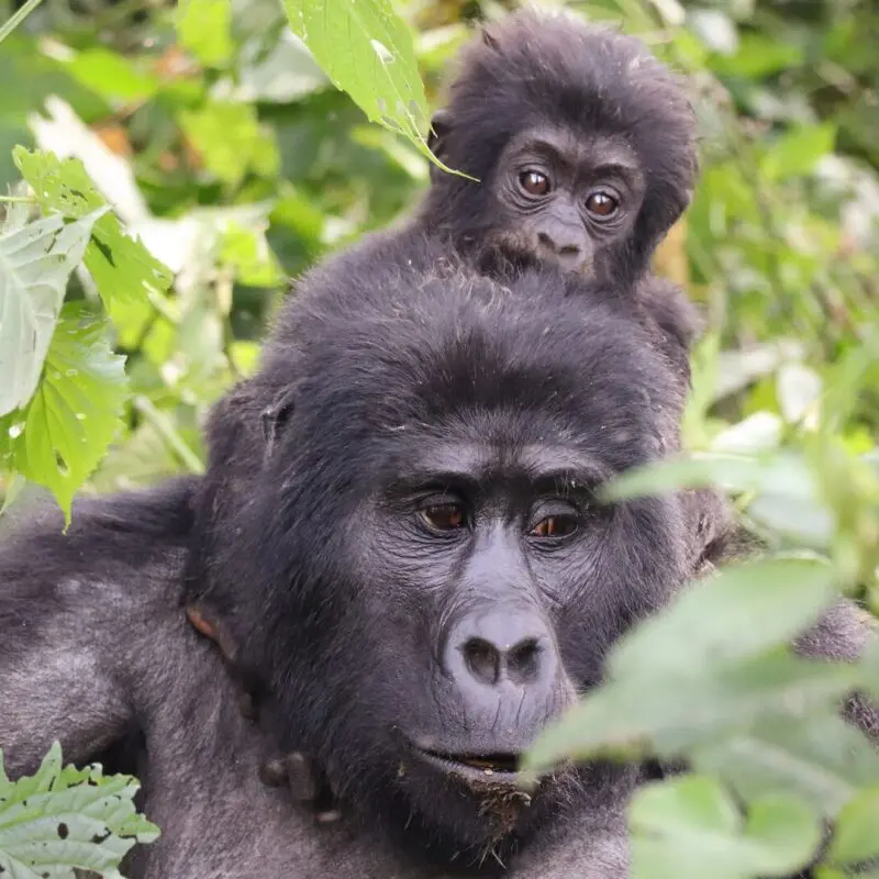 A young mountain gorilla resting on the back of an adult gorilla among green forest foliage.