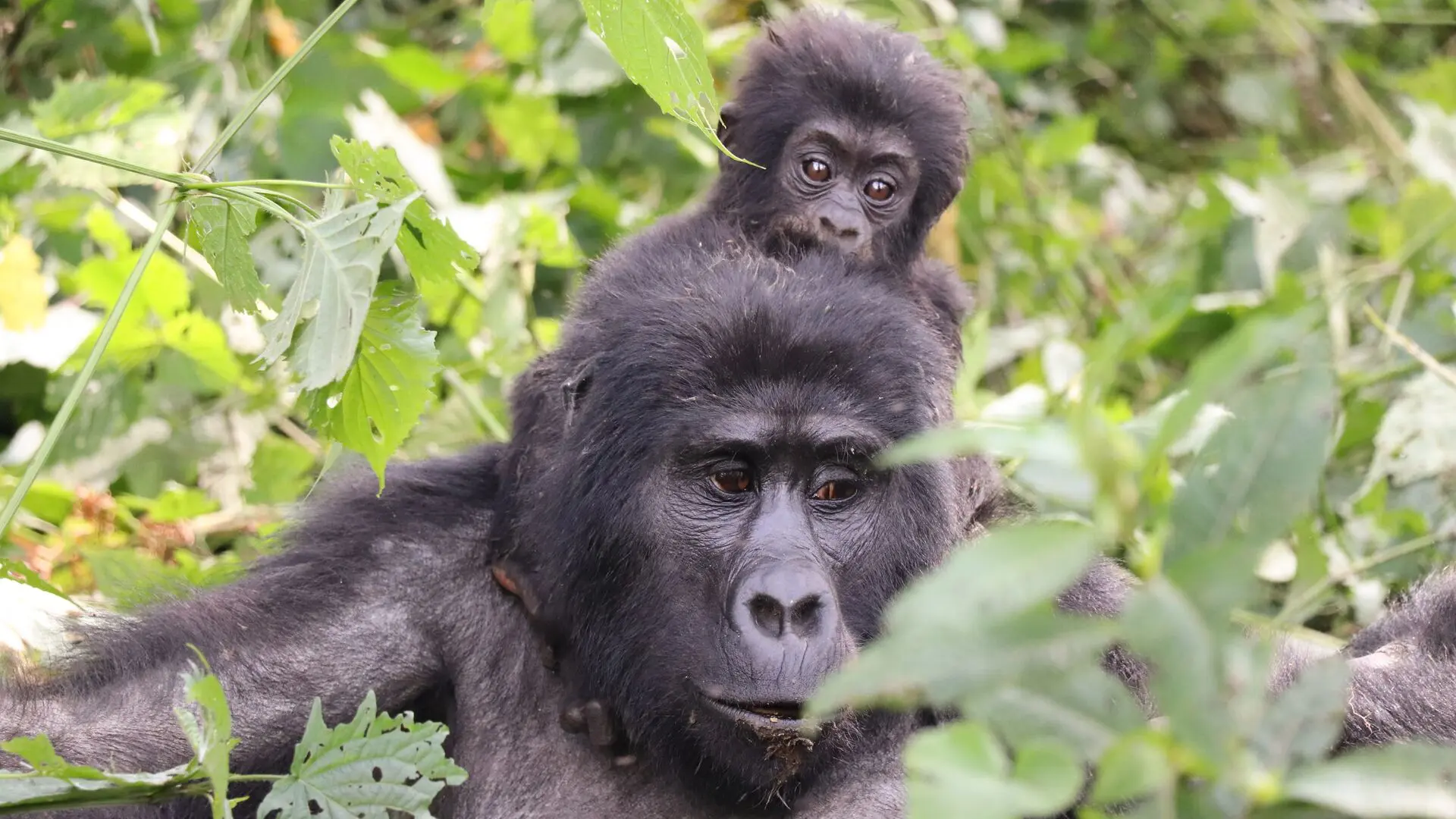 A young mountain gorilla resting on the back of an adult gorilla among green forest foliage.