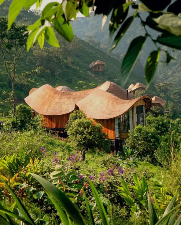 Curved timber guest suites at Erebero Hills nestled into a lush green hillside on the edge of Bwindi Impenetrable Forest.