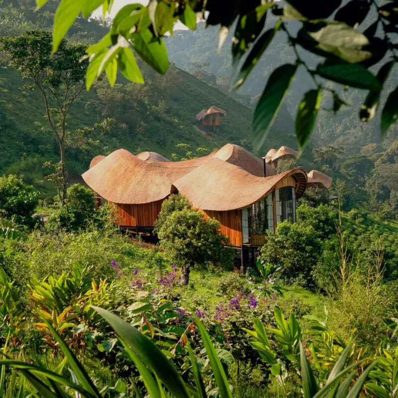 Curved timber guest suites at Erebero Hills nestled into a lush green hillside on the edge of Bwindi Impenetrable Forest.