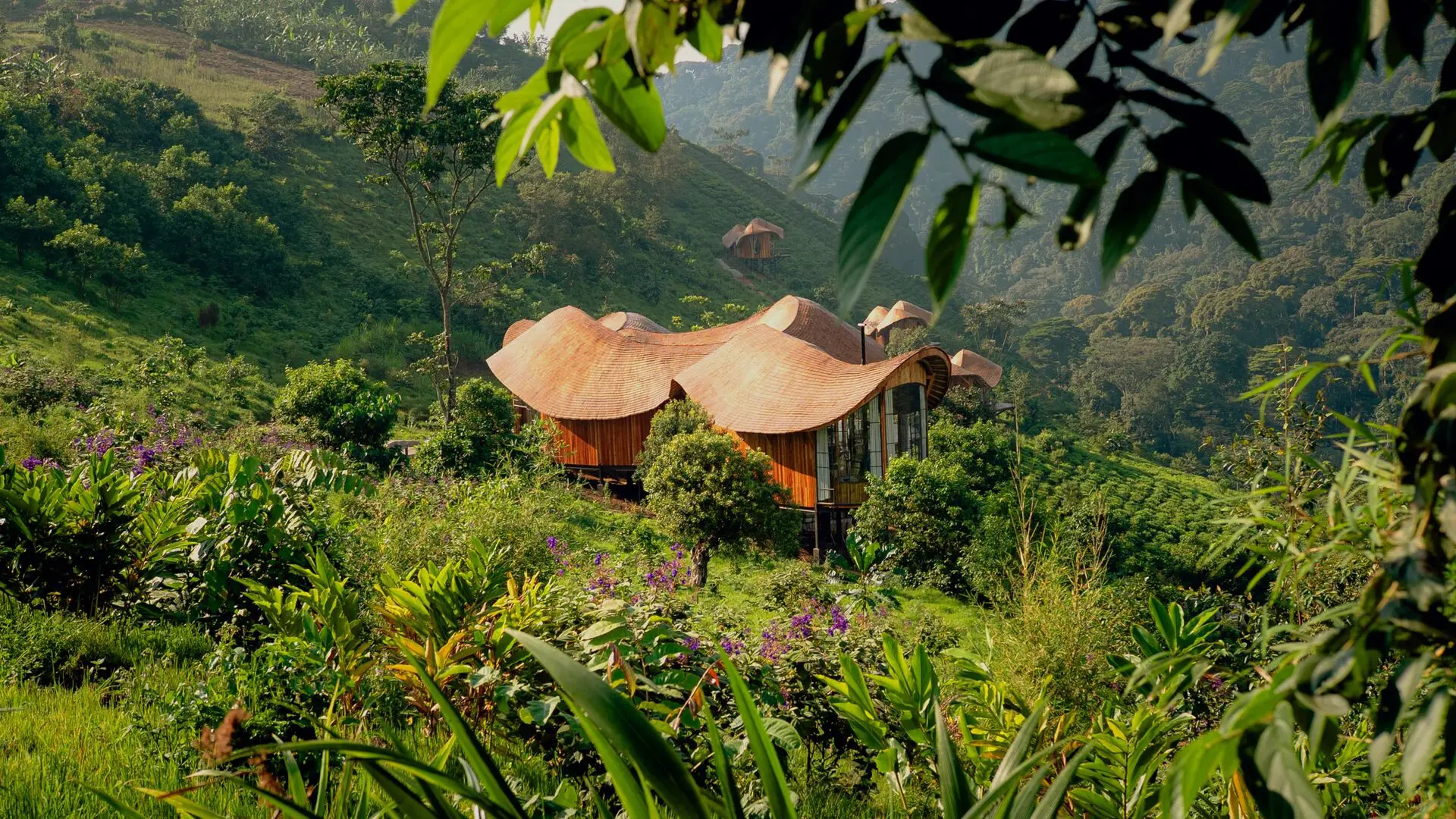 Curved timber guest suites at Erebero Hills nestled into a lush green hillside on the edge of Bwindi Impenetrable Forest.