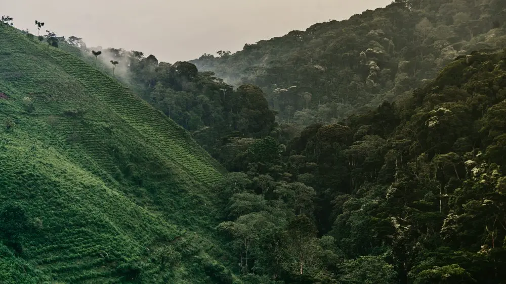 Bwindi Impenetrable Forest, Uganda