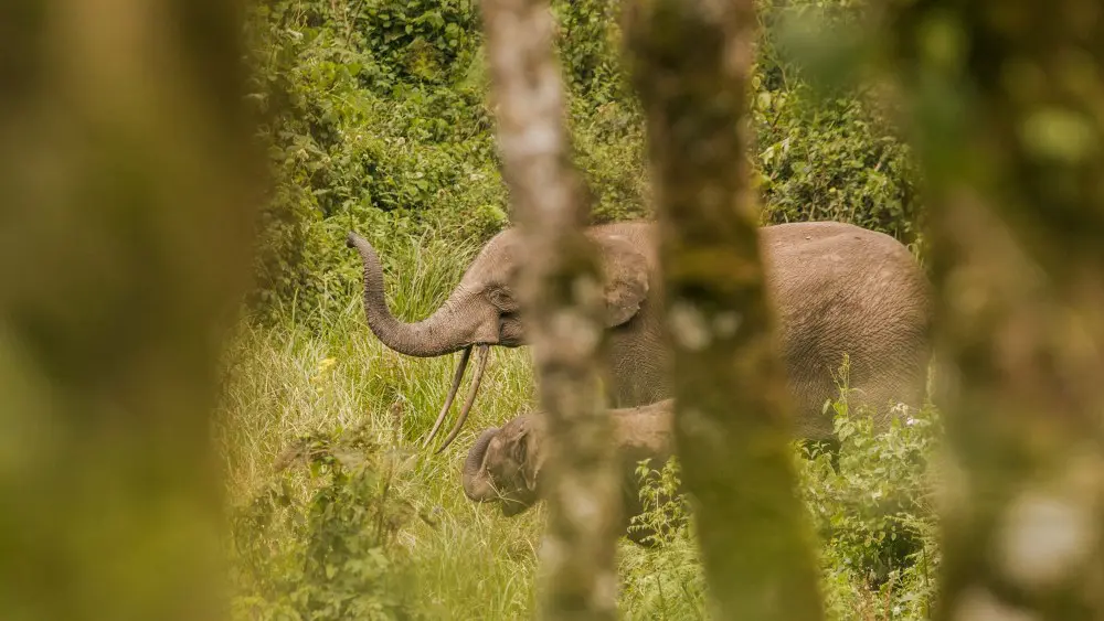 Elephant, Bwindi Impenetrable Forest, Uganda.