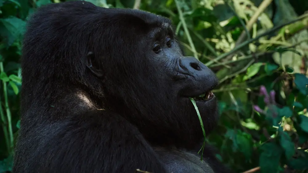 Gorilla, Bwindi Impenetrable Forest, Uganda.