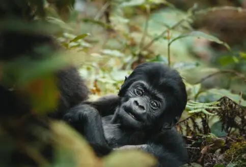 Young gorilla, Bwindi Impenetrable Forest, Uganda.