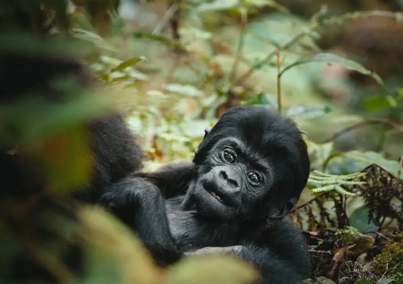 Young gorilla, Bwindi Impenetrable Forest, Uganda.
