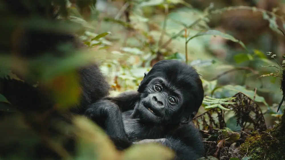 Young gorilla, Bwindi Impenetrable Forest, Uganda.