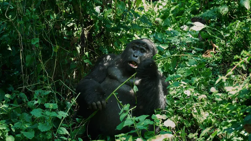 A gorilla eating, Bwindi Impenetrable Forest, Uganda.