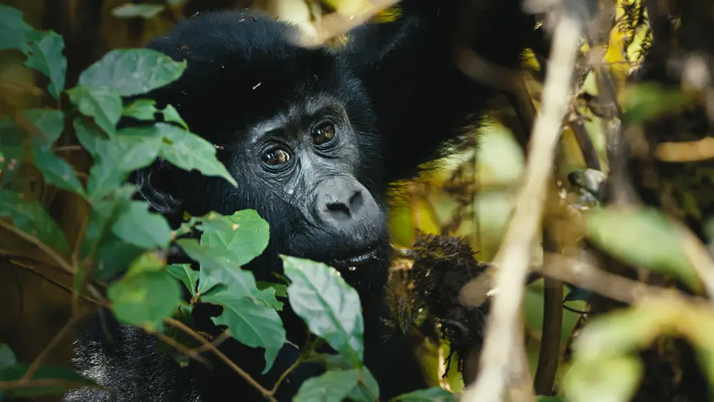 A gorilla, Bwindi Impenetrable Forest, Uganda.