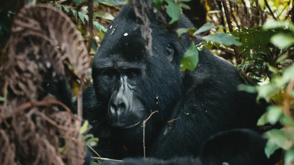 Silverback, Bwindi Impenetrable Forest, Uganda.