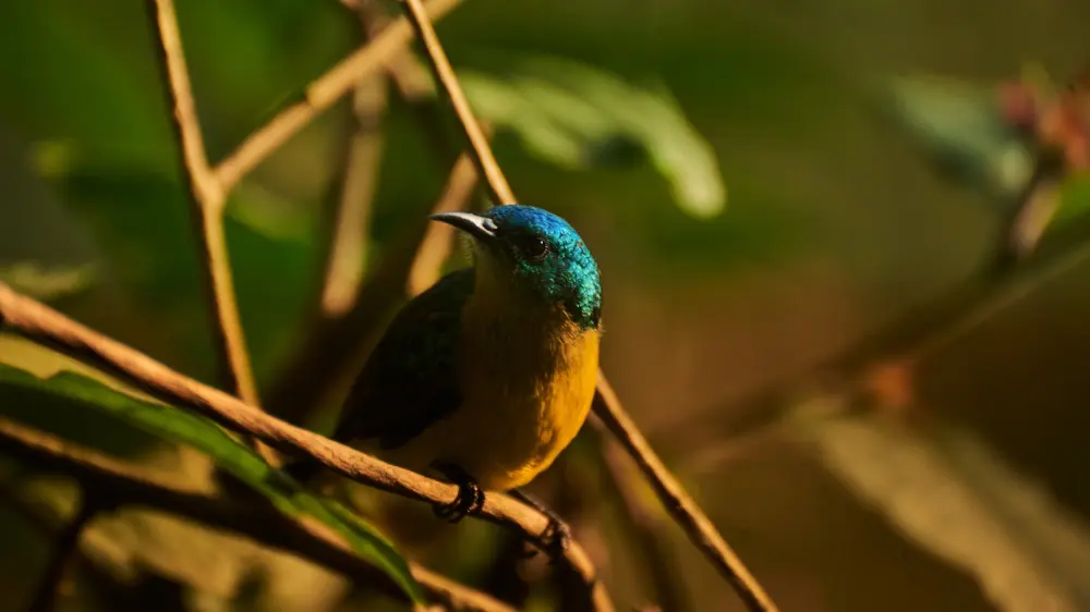 Green-headed Sunbird, Bwindi Impenetrable Forest, Uganda.