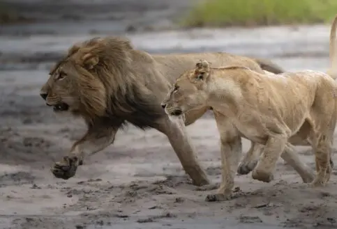 Lions, Tarangire National Park, Tanzania