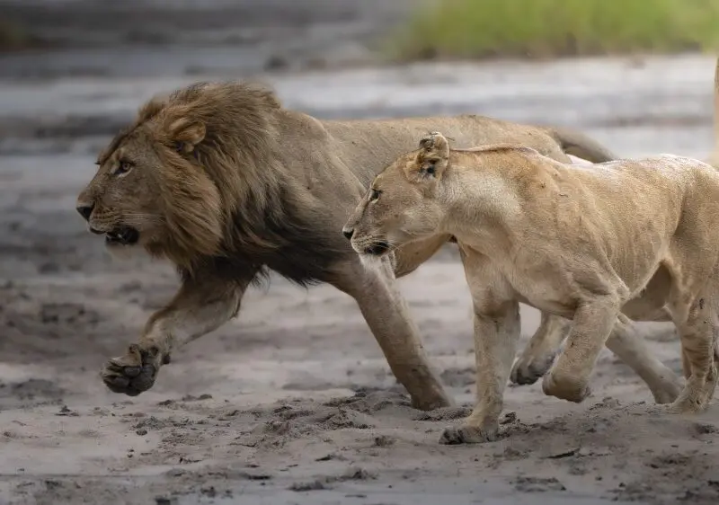 Lions, Tarangire National Park, Tanzania