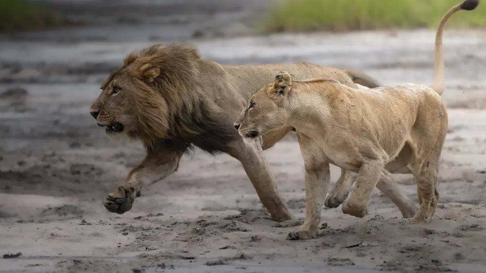 Lions, Tarangire National Park, Tanzania