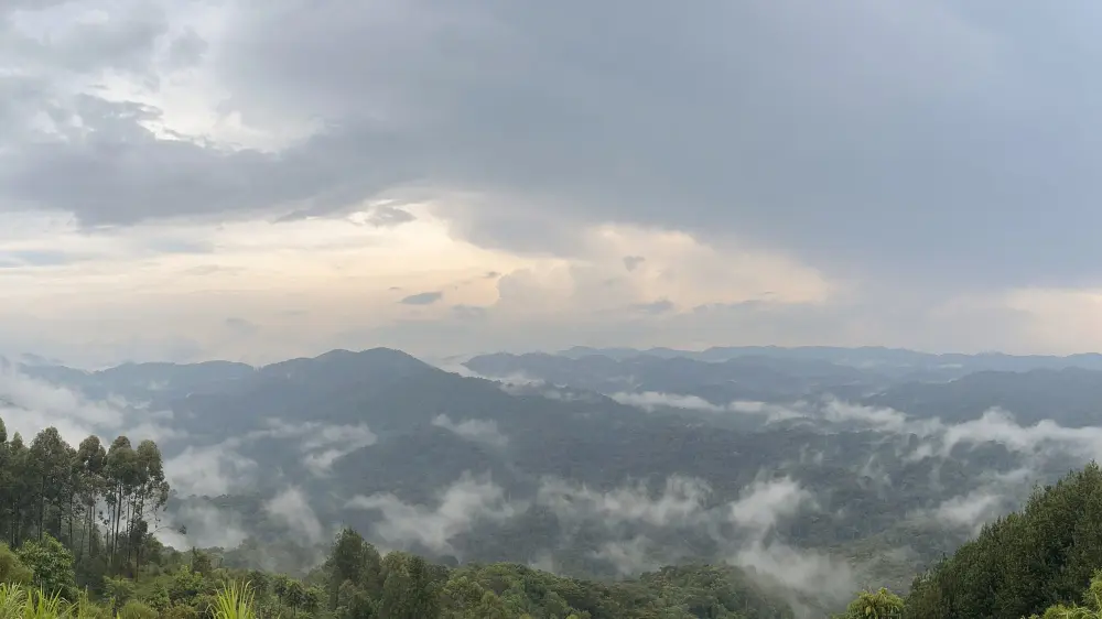 Bwindi Impenetrable Forest, Uganda.