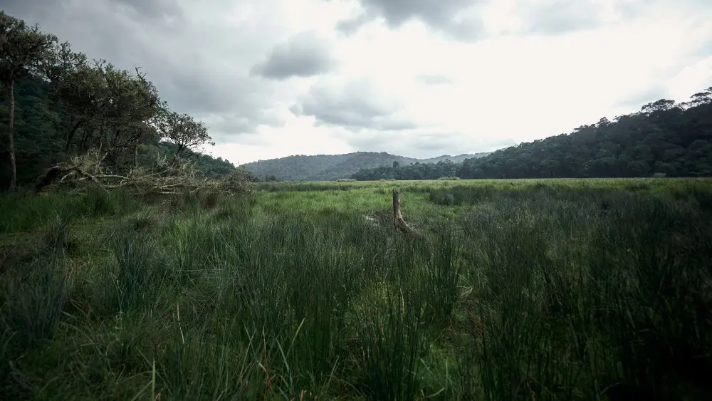 Mubwindi Swamp, Bwindi Impenetrable Forest, Uganda.