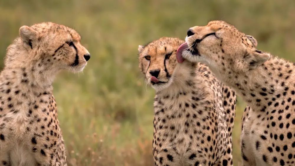 Cheetahs, Serengeti National Park, Tanzania.