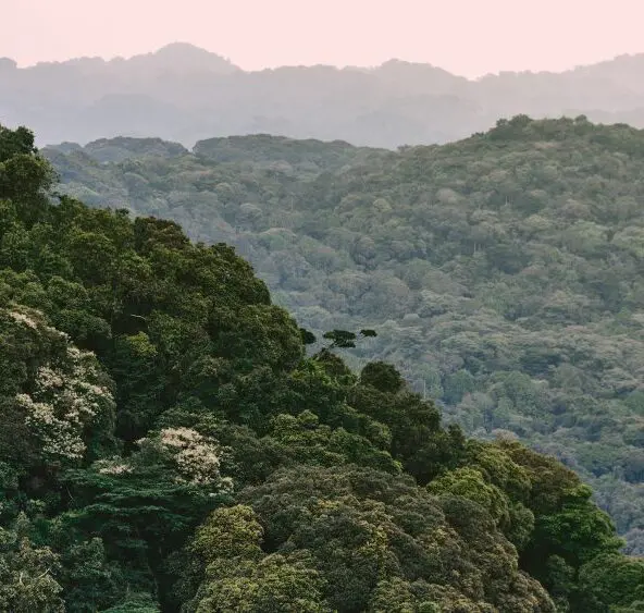 Bwindi Impenetrable Forest, Uganda.