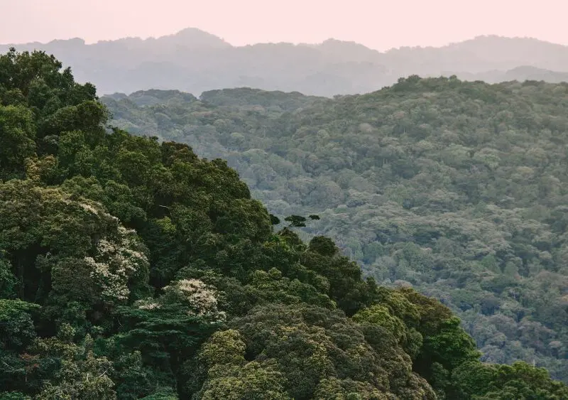 Bwindi Impenetrable Forest, Uganda.