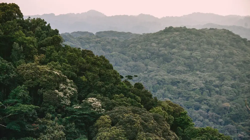 Bwindi Impenetrable Forest, Uganda.