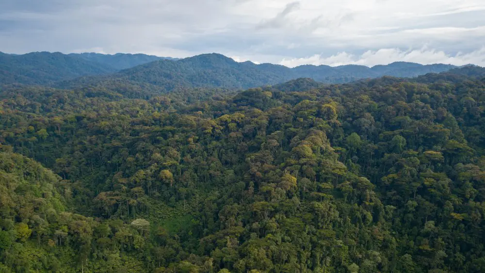 Bwindi Impenetrable Forest, Uganda.