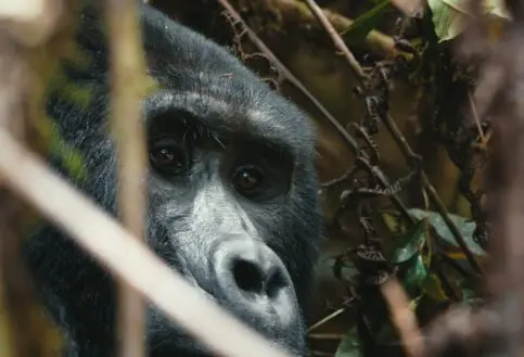 Gorilla, Bwindi Impenetrable Forest, Uganda.