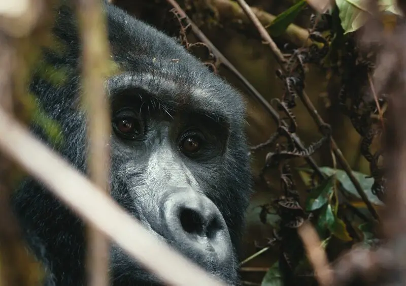 Gorilla, Bwindi Impenetrable Forest, Uganda.