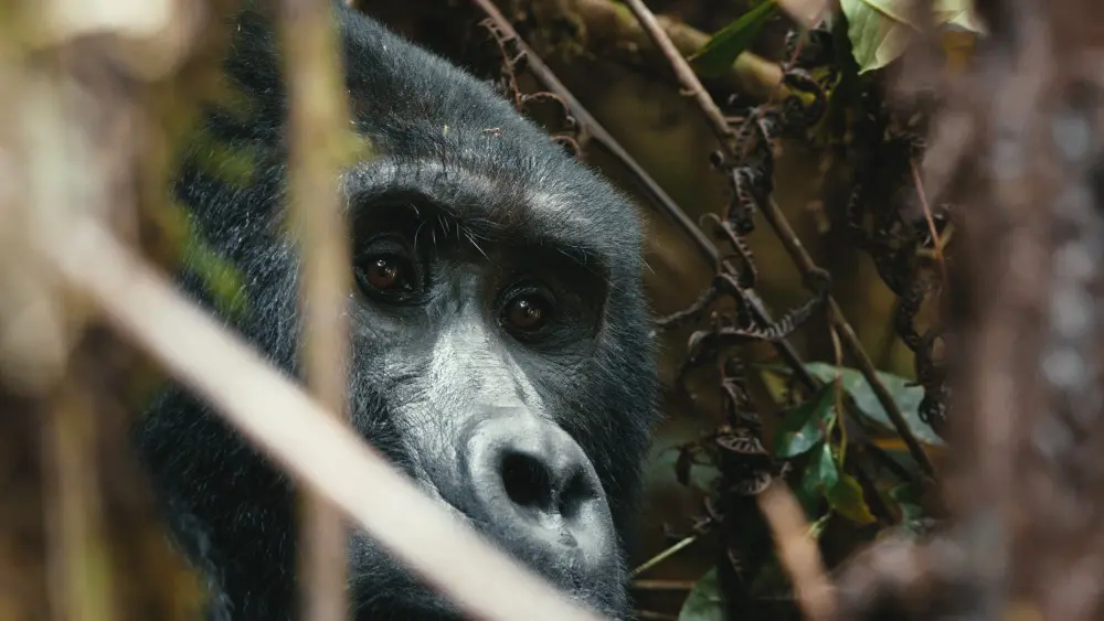 Gorilla, Bwindi Impenetrable Forest, Uganda.