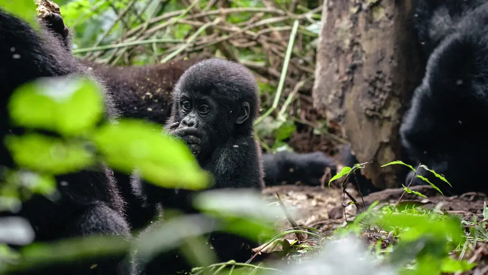 Young gorilla, Bwindi Impenetrable Forest, Uganda.